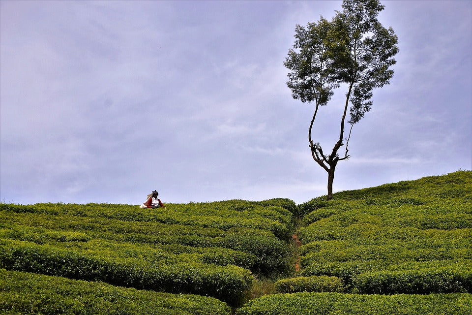 SriLanka Daily Package