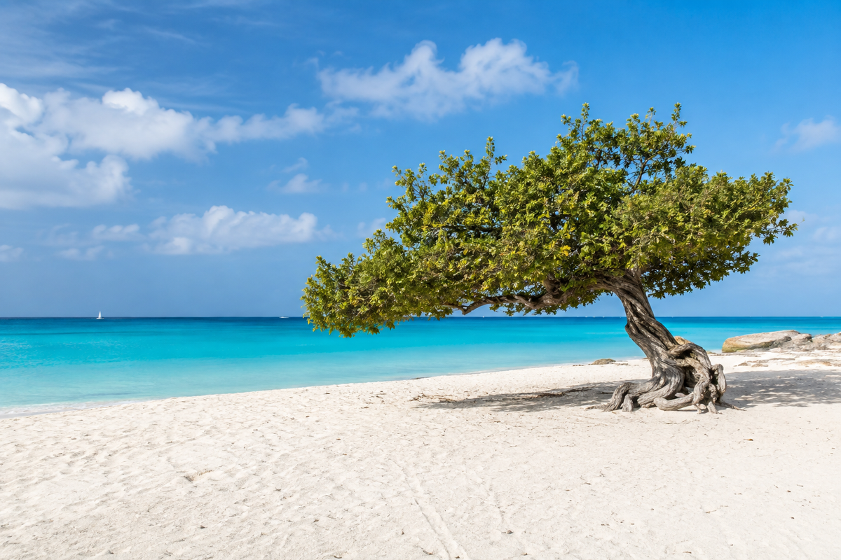 A wind-shaped fofoti tree on Eagle Beach beside turquoise water in Aruba